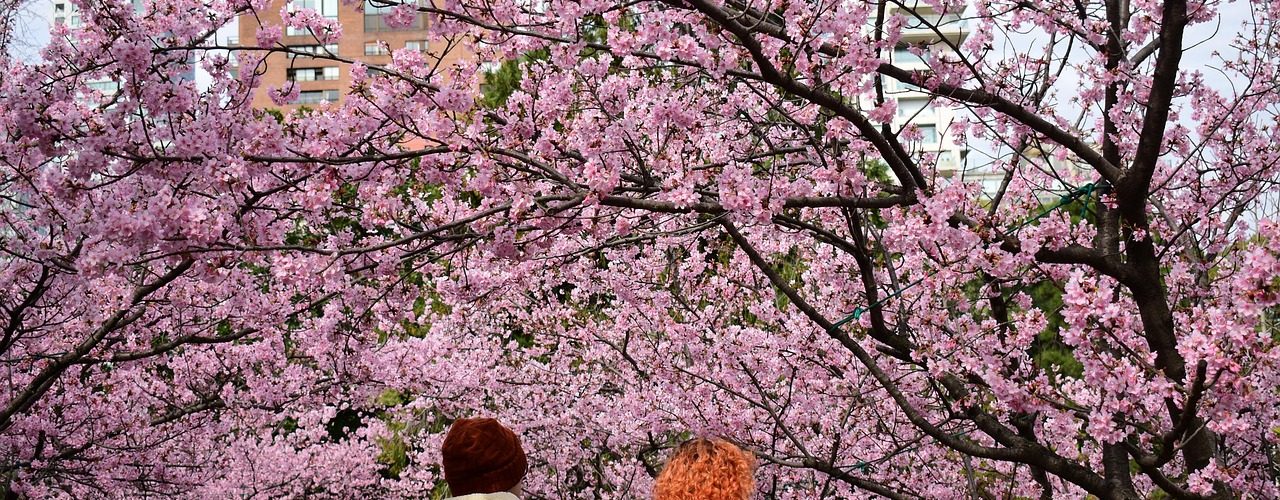 jardin, japones, garden, zen, japanese, japan, tree, park, green, landscape, pink landscape, pink park