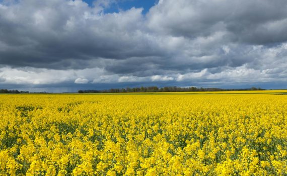 Expansive yellow flower field in Magnanville, France, under a cloudy sky.