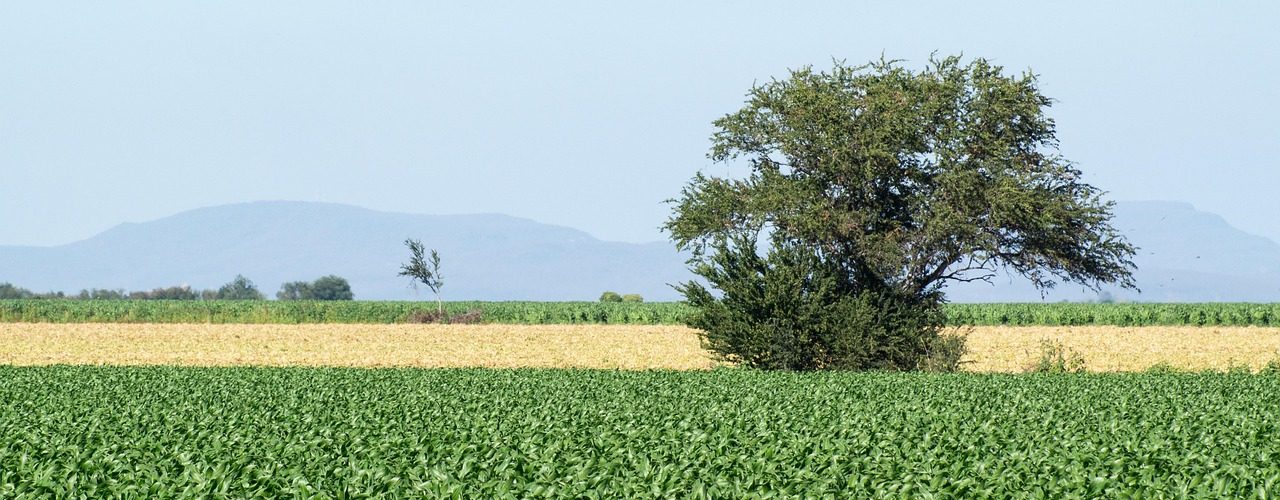 sinaloa, méxico, campo, corn, maíz, field, nature, sinaloa, sinaloa, sinaloa, sinaloa, sinaloa, nature