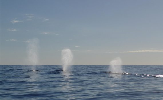 humpback whale, walatem, the sea with whales, humpback whale, humpback whale, humpback whale, humpback whale, humpback whale