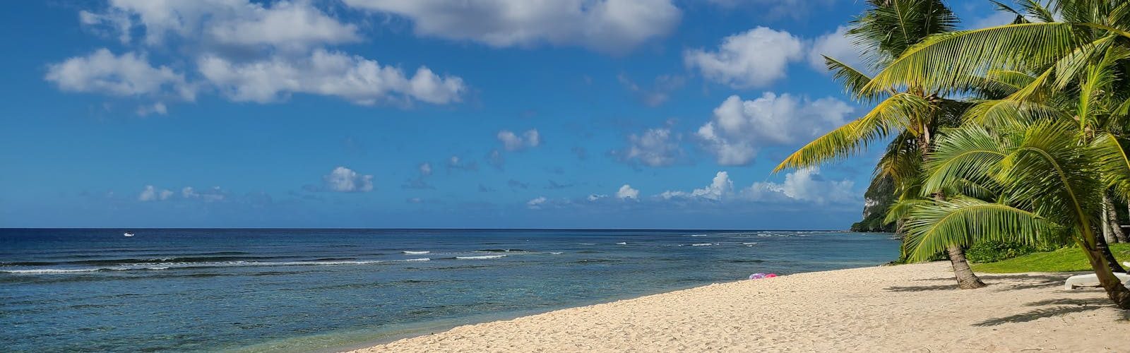 Serene tropical beach with palm trees under a bright blue sky, perfect for relaxation.