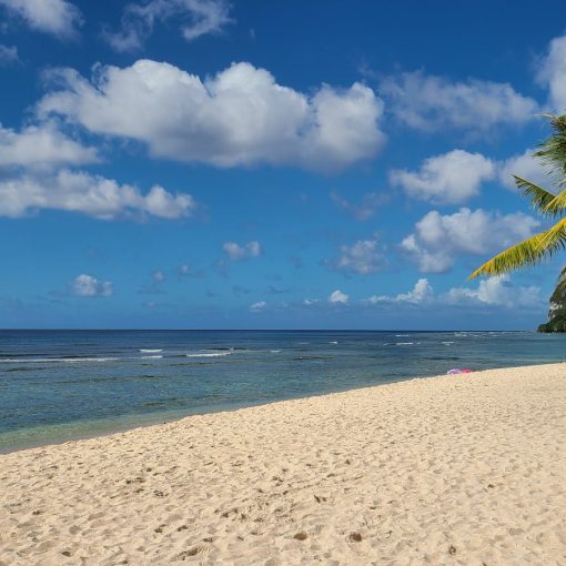 Serene tropical beach with palm trees under a bright blue sky, perfect for relaxation.