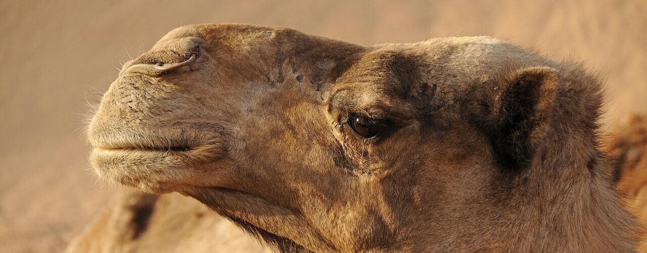 morocco, camel, desert, sand, sahara, landscape, dromedary, orient, to travel, nature, animal