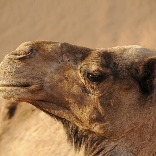 morocco, camel, desert, sand, sahara, landscape, dromedary, orient, to travel, nature, animal