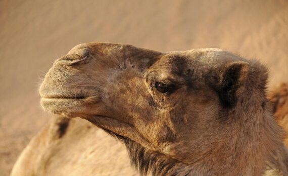 morocco, camel, desert, sand, sahara, landscape, dromedary, orient, to travel, nature, animal